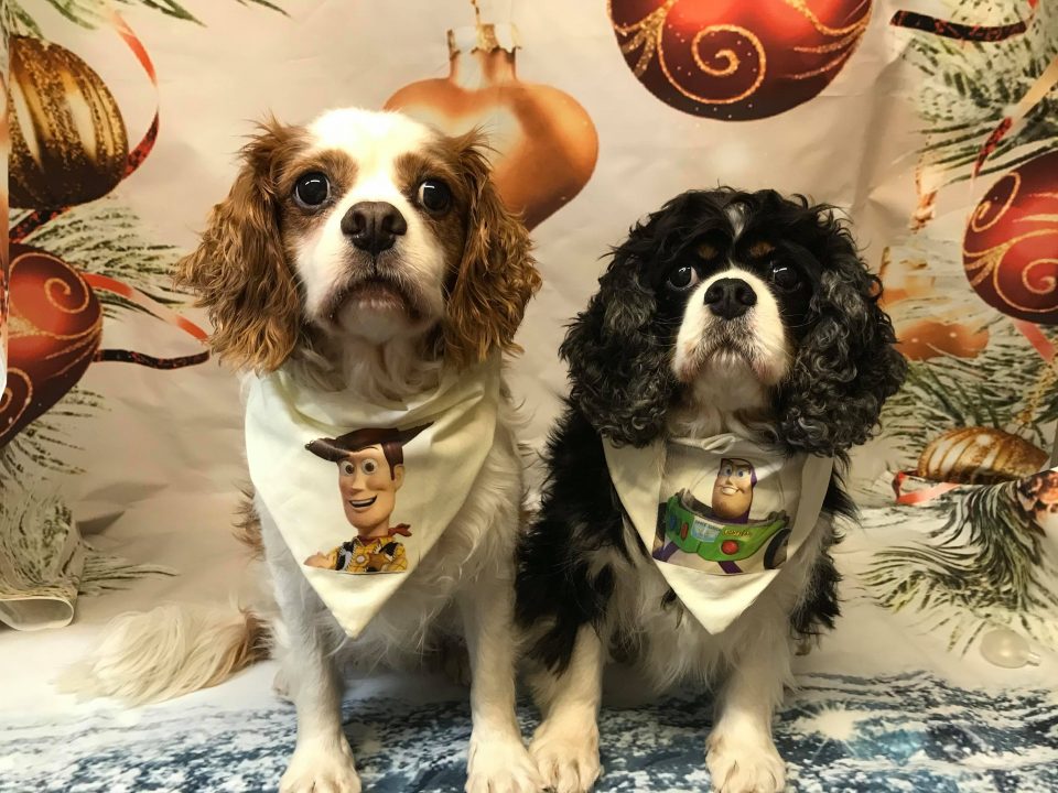 Woody and Buzz Cavalier King Charles Spaniels age 8