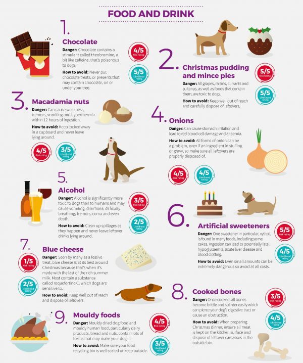 Keep your Cavalier safe this Christmas- Which foods are toxic to dogs ...