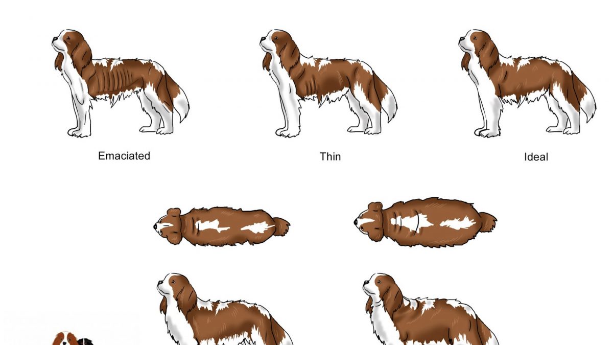 How much exercise does a Cavalier King Charles Spaniel need? - PitPat