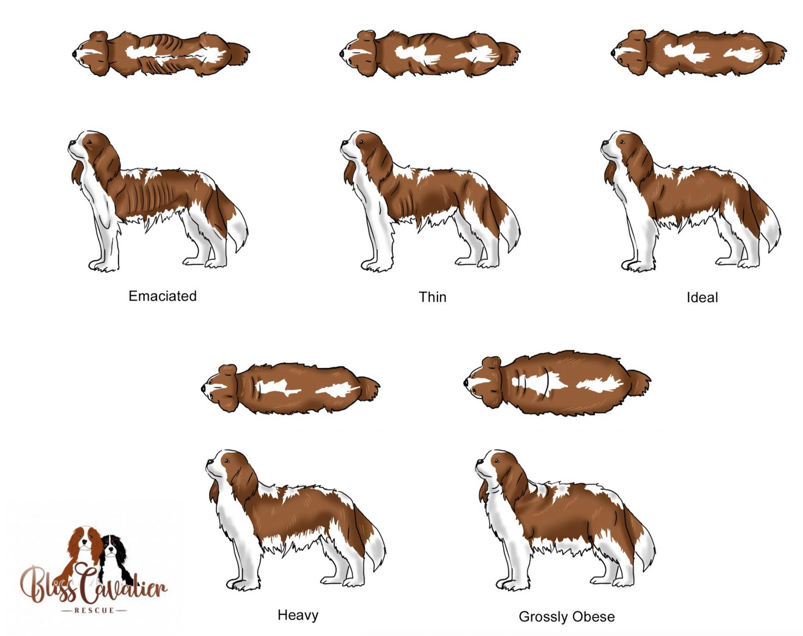 Overweight cavalier king sales charles spaniel