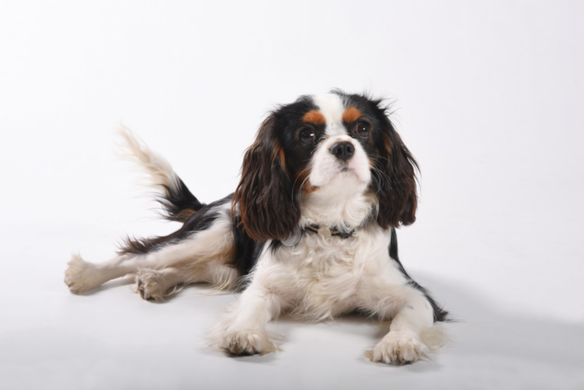 what problems do king charles spaniels have