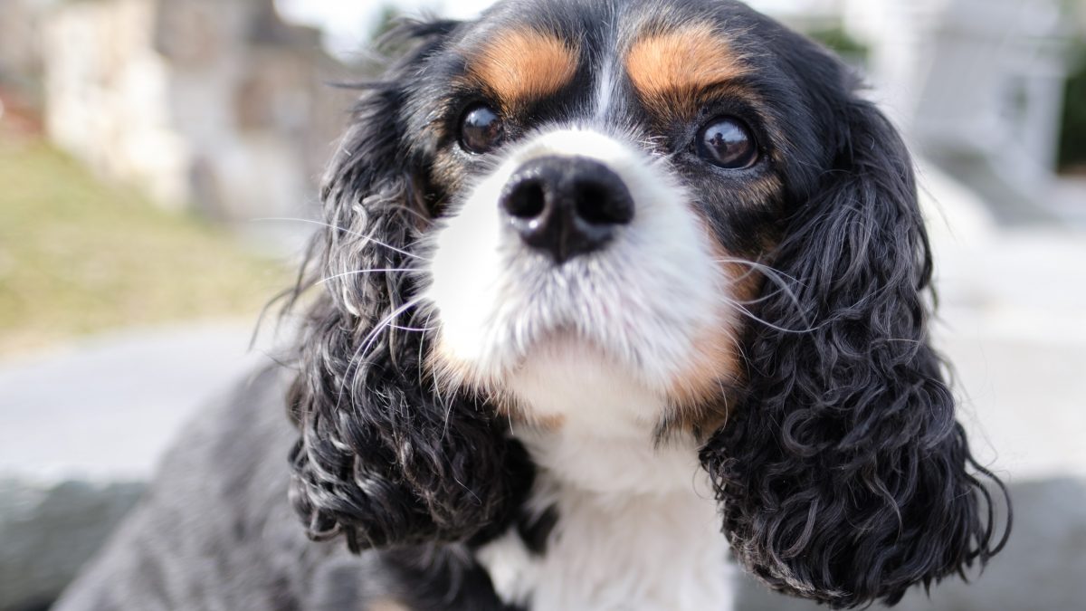 cavalier king charles spaniel rescue indiana