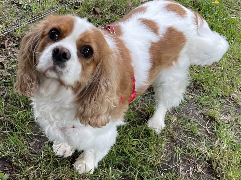 Dogs - Bliss Cavalier Rescue