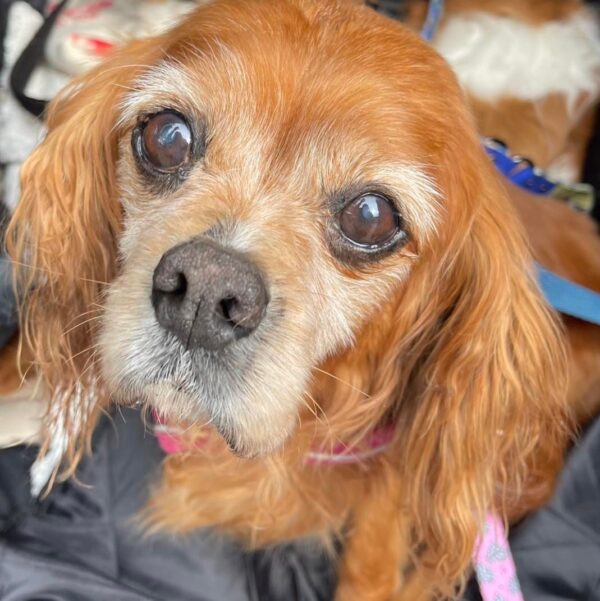Pros and Cons of owning a Cavalier King Charles Spaniel Bliss