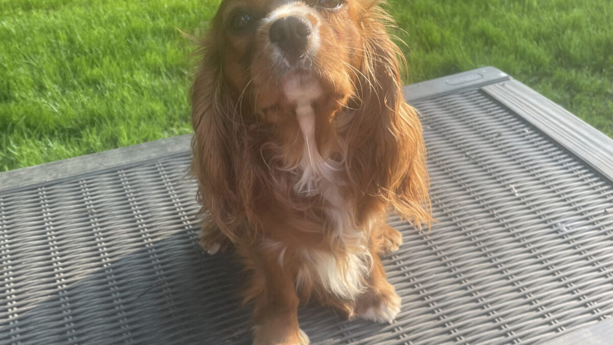 Hamish 13 month old ruby Cavalier