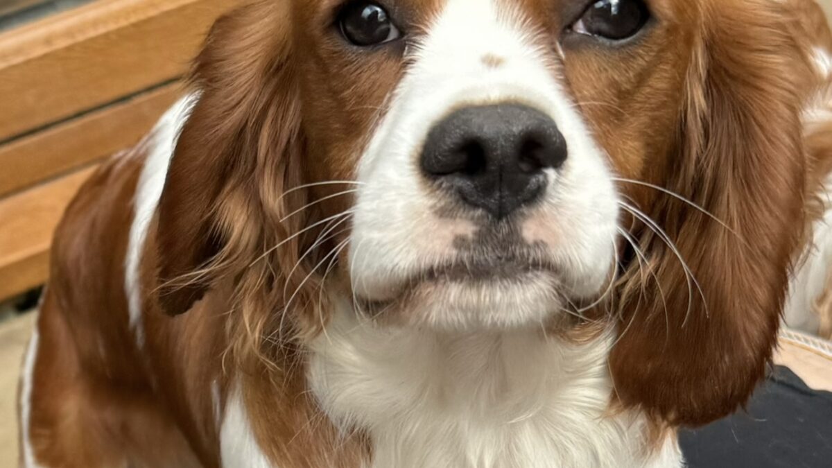 Mylo Blenheim Cavalier