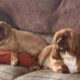 Obese ruby Cavalier King Charles Spaniels sitting on a sofa