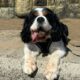 Benji Tricolour Cavalier King Charles Spaniel