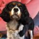 Pip Tricolour Cavalier King Charles Spaniel