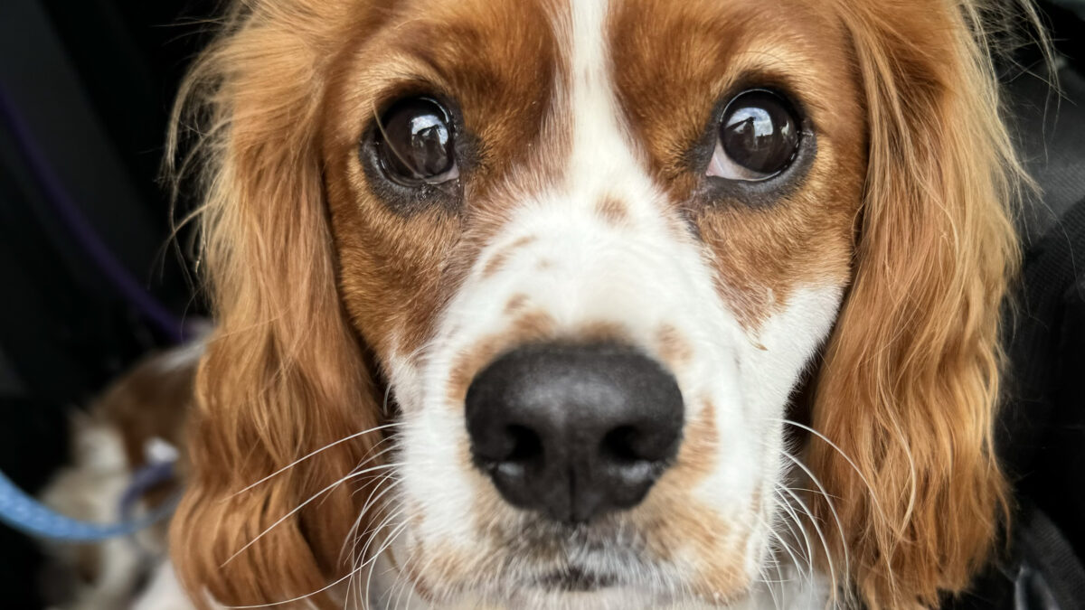 Rusty Blenheim Cavalier King Charles