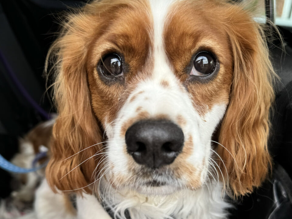 Rusty Blenheim Cavalier King Charles