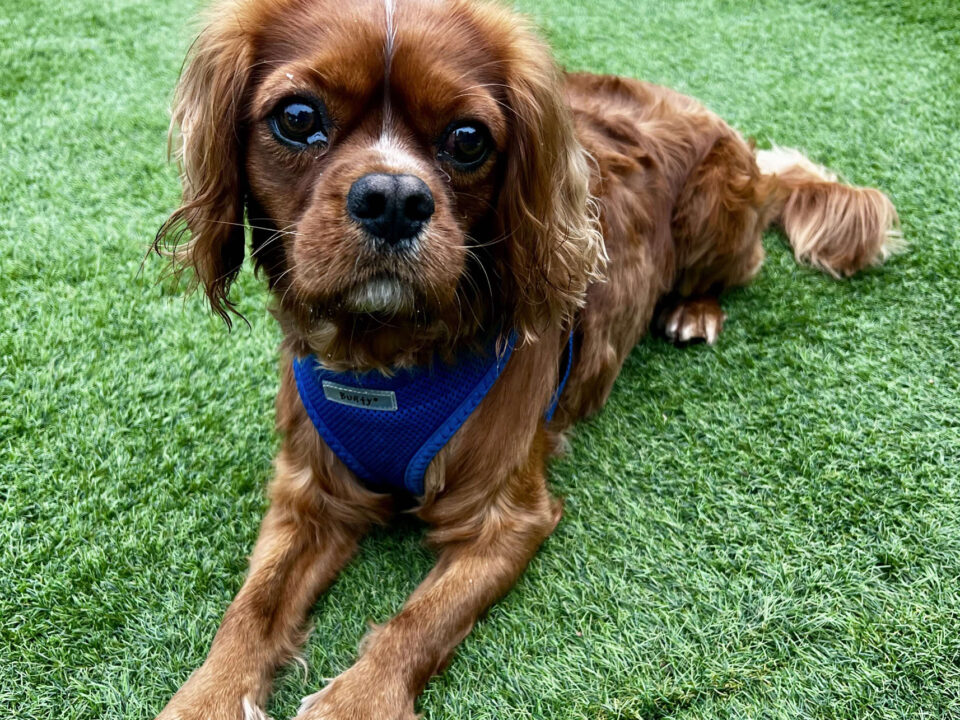 Hunter ruby Cavalier laying on grass