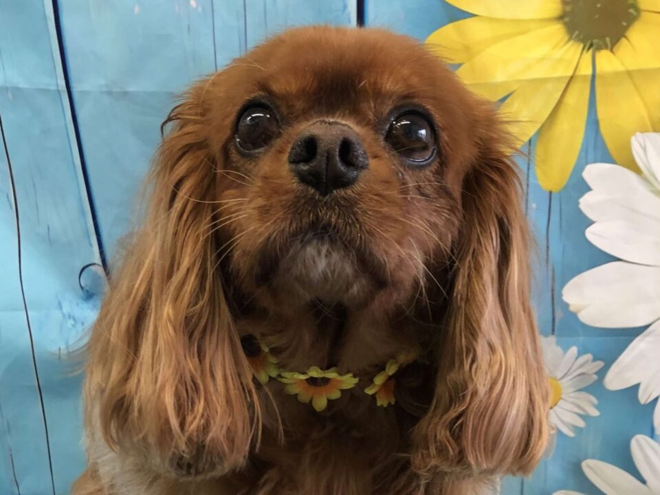 Red Ruby Cavalier King Charles Spaniel