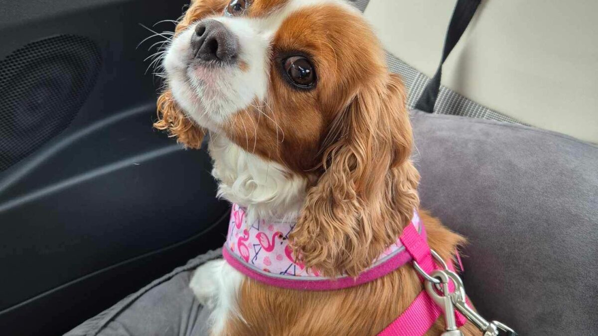 Best harness for cavalier king charles spaniel best sale