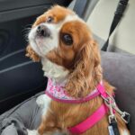 Agatha 3 year old Blenheim Cavalier King Charles