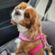 Agatha 3 year old Blenheim Cavalier King Charles