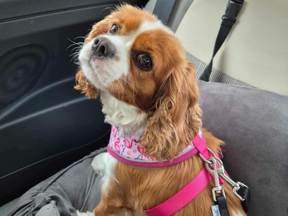 Agatha 3 year old Blenheim Cavalier King Charles