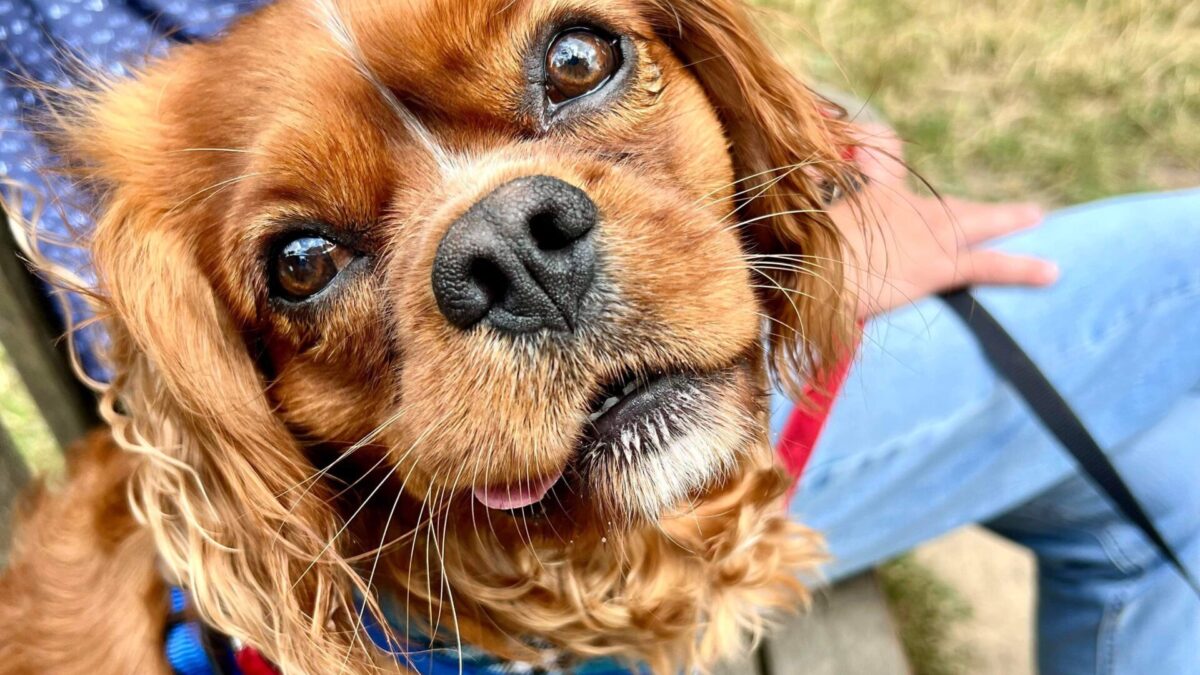 Hunter ruby Cavalier King Charles Spaniel