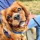 Hunter ruby Cavalier King Charles Spaniel