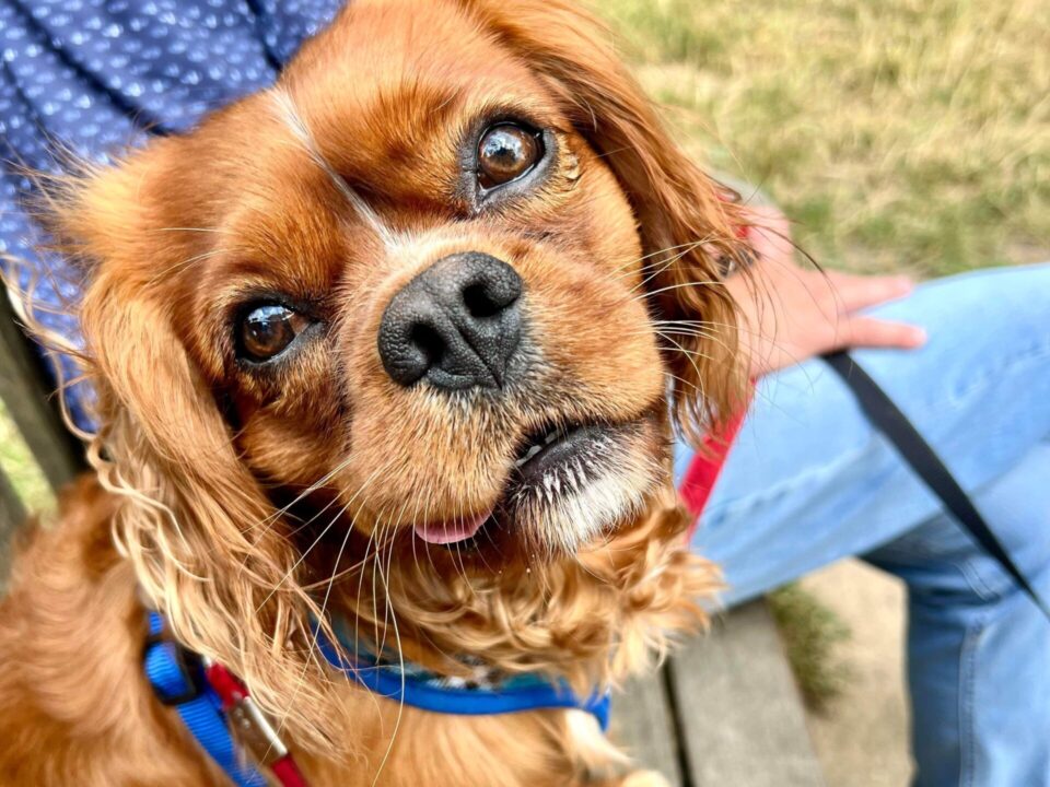 Hunter ruby Cavalier King Charles Spaniel