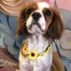 Tilly Blenheim Cavalier Puppy age 8 months