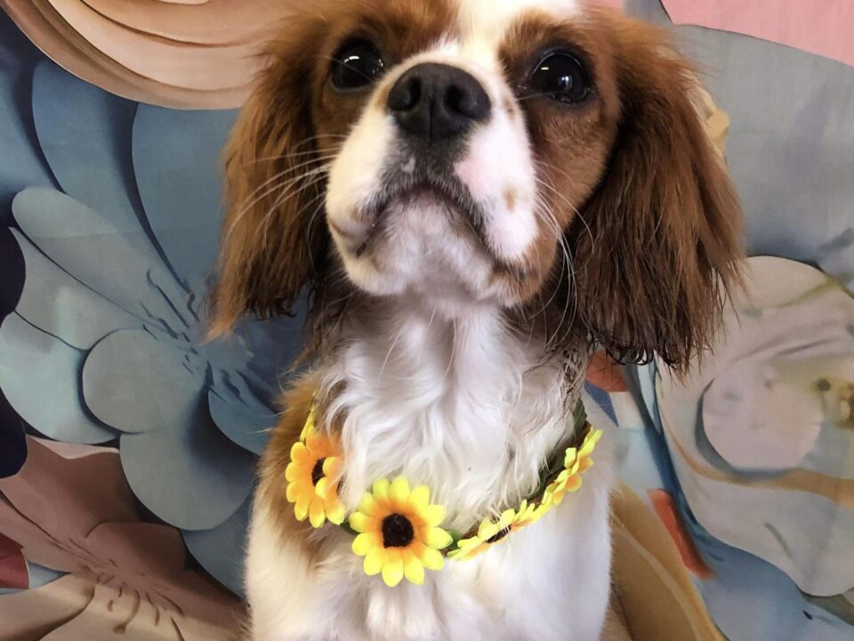 Tilly Blenheim Cavalier Puppy age 8 months