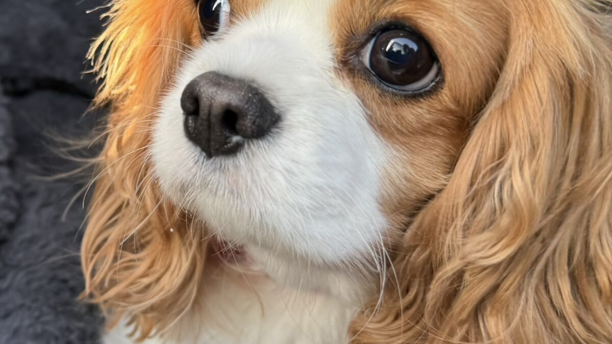 Sweetpea Blenheim Cavalier age 2