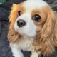 Sweetpea Blenheim Cavalier age 2