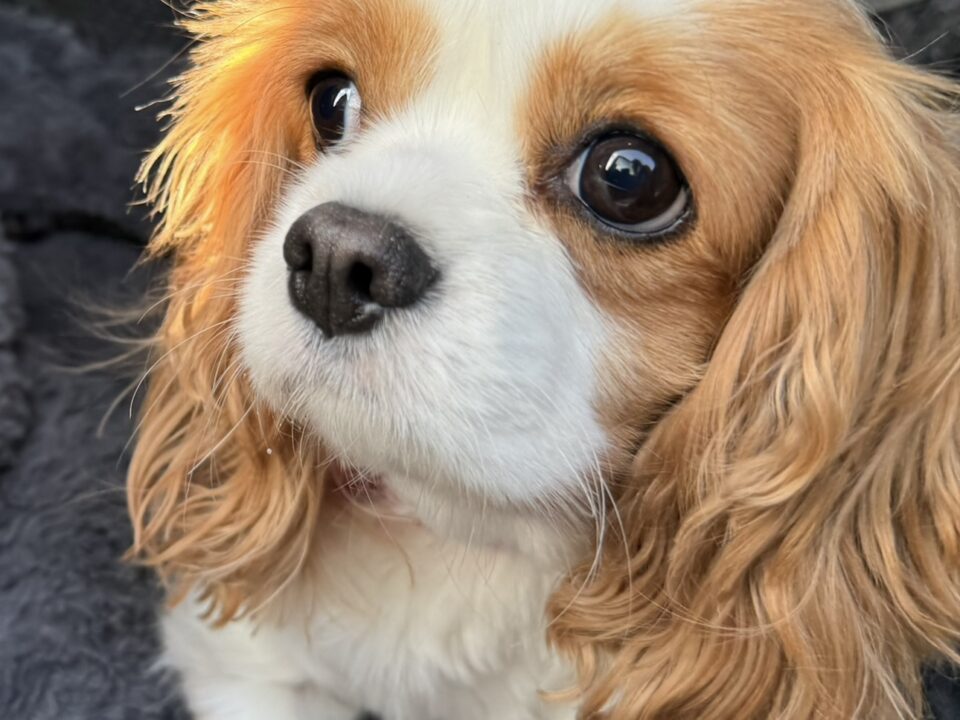 Sweetpea Blenheim Cavalier age 2