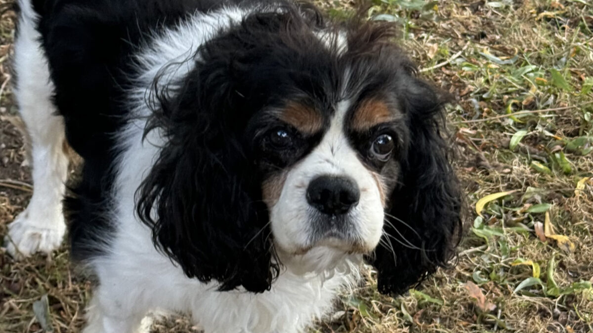 Tricolour Cavalier Max