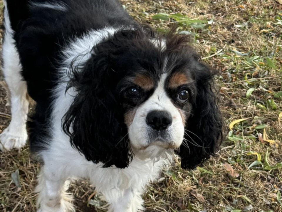 Tricolour Cavalier Max