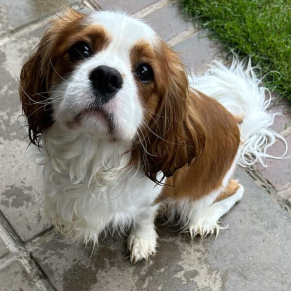 Riley Blenheim Cavalier age 14 months