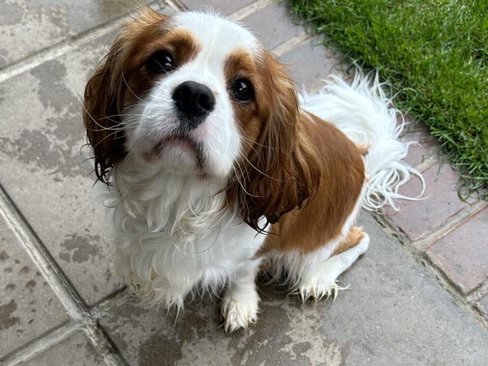 Riley Blenheim Cavalier age 14 months