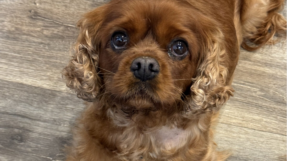 Ziggy ruby Cavalier King Charles