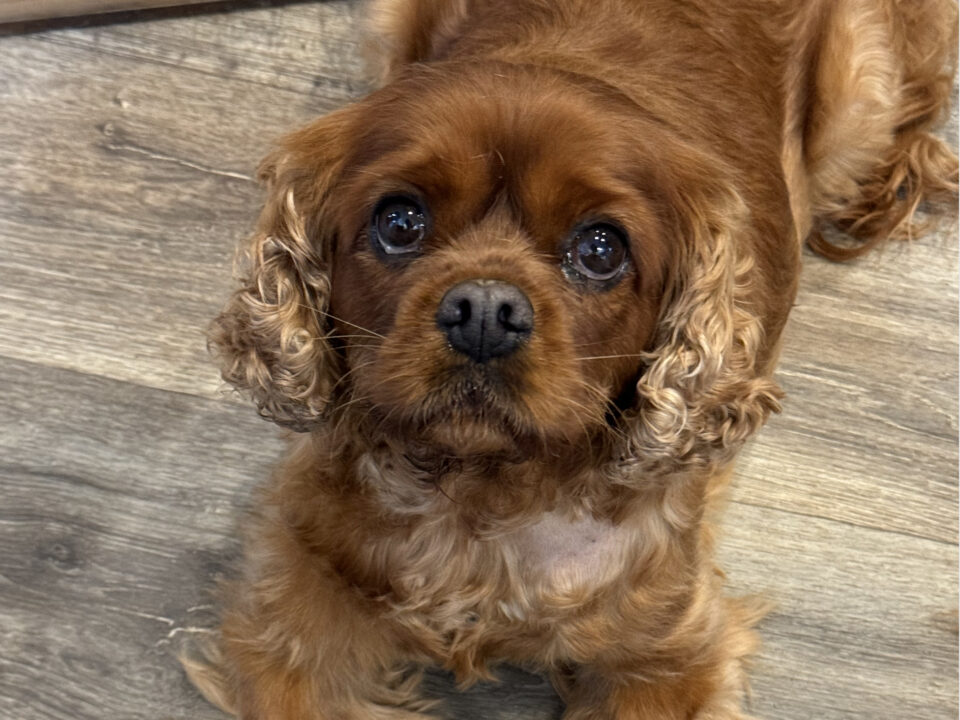 Ziggy ruby Cavalier King Charles