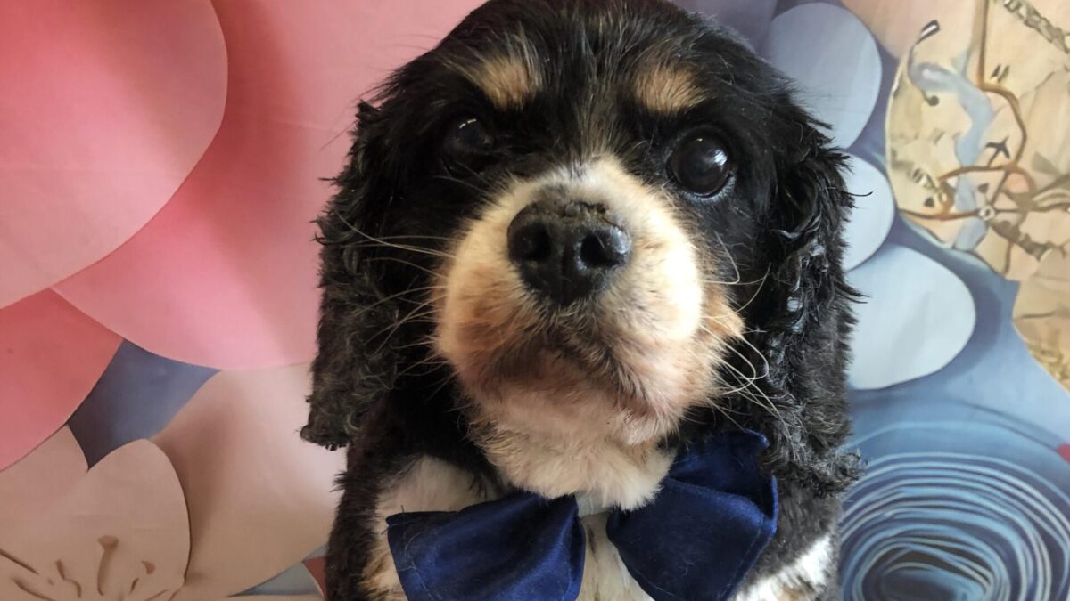 Marley Tricolour Cavalier King Charles Spaniel