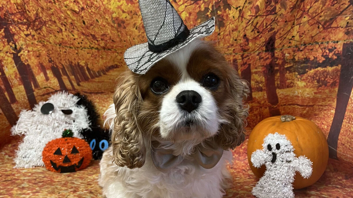 Buddy Blenheim Cavalier King Charles Spaniel in Halloween theme