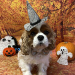 Buddy Blenheim Cavalier King Charles Spaniel in Halloween theme