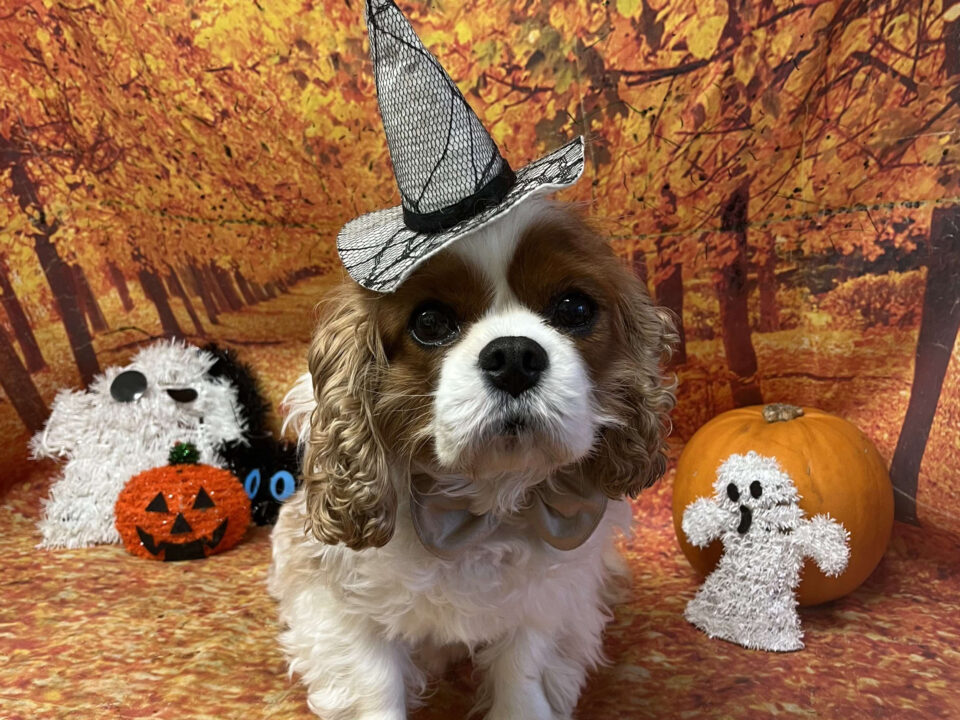 Buddy Blenheim Cavalier King Charles Spaniel in Halloween theme