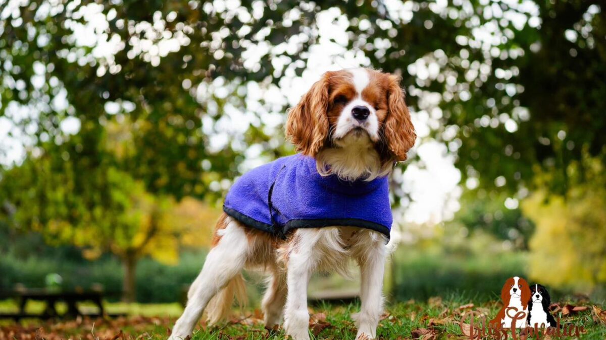 Freddie Blenheim Cavalier puppy age 11 months