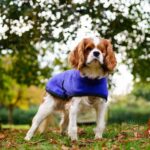 Freddie Blenheim Cavalier puppy age 11 months