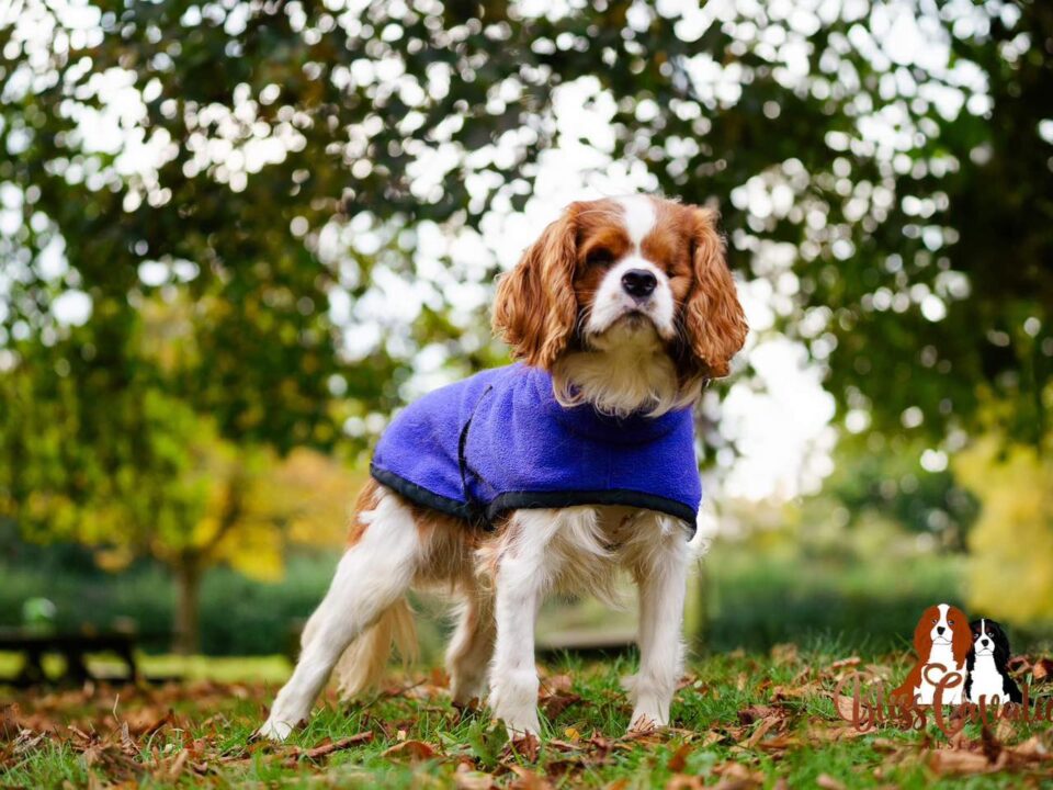 Freddie Blenheim Cavalier puppy age 11 months