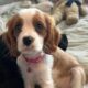 Daisy Cavalier Puppy available