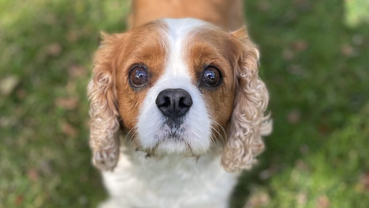 Rory Blenheim Cavalier King Charles spaniel