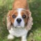 Rory Blenheim Cavalier King Charles spaniel