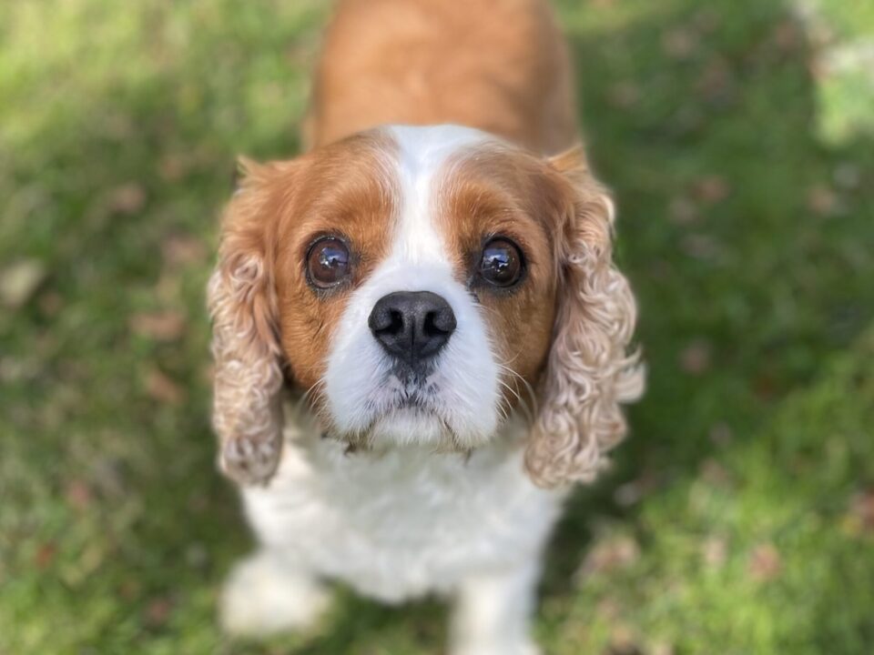 Rory Blenheim Cavalier King Charles spaniel