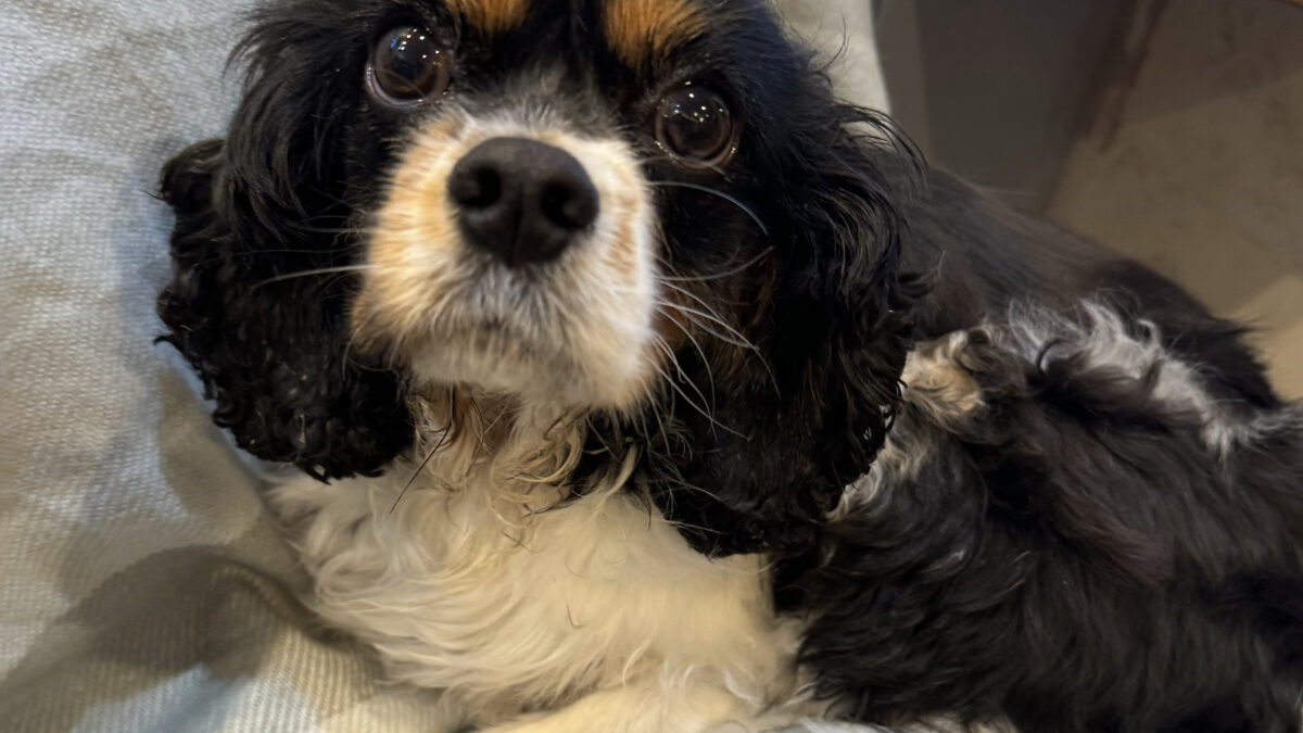 Poppy Tricolour Cavalier King Charles Spaniel