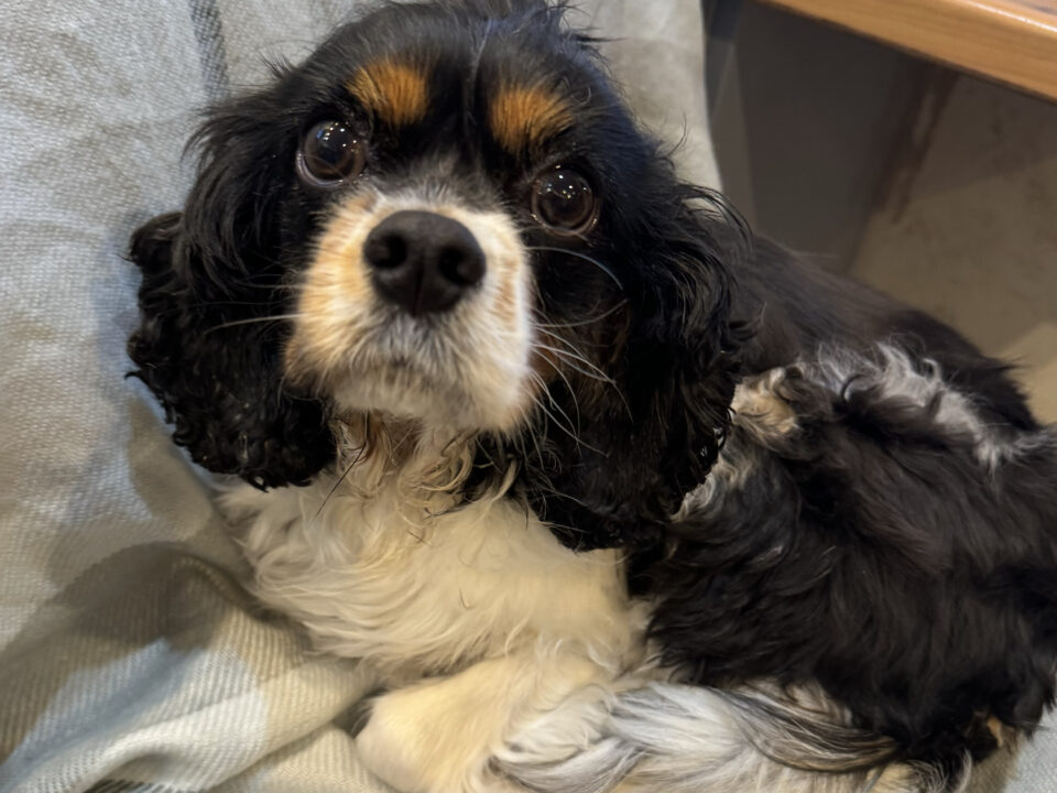 Poppy Tricolour Cavalier King Charles Spaniel