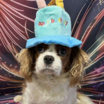 Winnie Blenheim Cavalier King charles Spaniel on her birthday