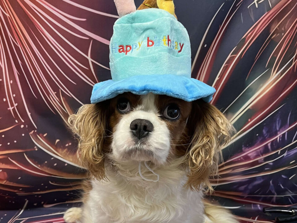 Winnie Blenheim Cavalier King charles Spaniel on her birthday